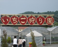 農マル園芸吉備路農園　いちご狩り